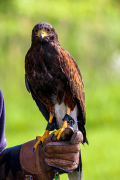 Poiana falchetto addestrato