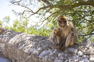 Barbary macaque in Gibraltar, UK.