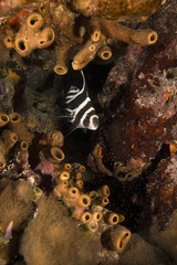 Tropical fish at Florida Keys reef