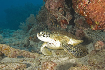 Fototapeta premium Turtle at Key Largo reef