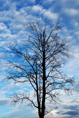 Fototapeta na wymiar Siluate tree on the blue sky background