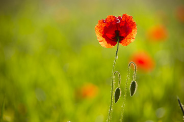 Naklejka premium Mohnblume