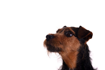Attentive terrier headshot