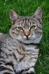 Beautiful striped cat lying on green grass. Adult gray tabby cat