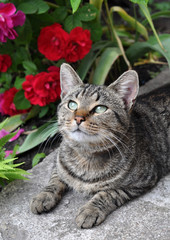 Beautiful tabby cat sitting in the garden on the porch near a fl