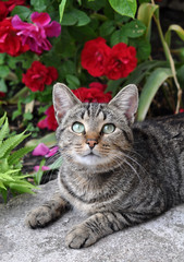 Beautiful tabby cat sitting in the garden on the porch near a fl