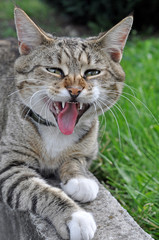 Naklejka na ściany i meble funny cat yawning mouth full 