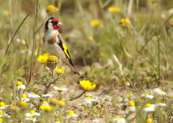 goldfinch