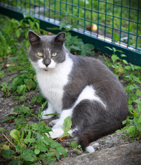 Adult gray cat on a background of green grass.
