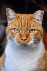 Obraz premium Portrait of an adult red color cat.