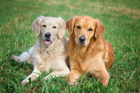 Portrait of two young beauty dogs