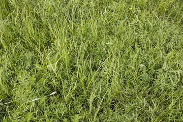 Texture of a green grass