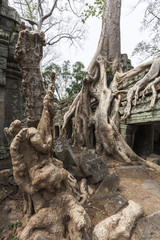 Fototapeta na wymiar Baumwurzeln überwuchern Ta Prohm in Angkor