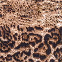 The texture of fabric striped leopard