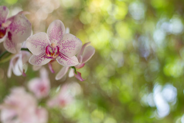 Naklejka na ściany i meble Orchidea flowers background