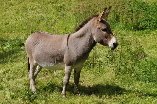 Petit &acirc;ne gris - &acirc;ne de Shrek