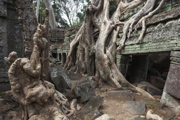 Fototapeta na wymiar Würgefeigen überwuchern den Tempel Ta Prohm von Angkor