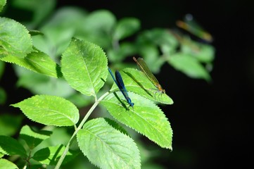 Libellen M&auml;nnchen und Weibchen