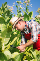 Obraz premium farmer on the tobacco field