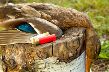 Hunting ammunition and duck