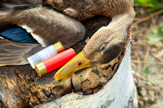 Hunting ammunition and duck