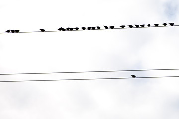 Birds on wires.