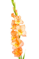 gladiolus isolated