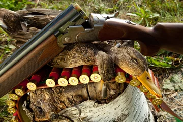 Poster Gun, duck and hunting ammunition © denisk999
