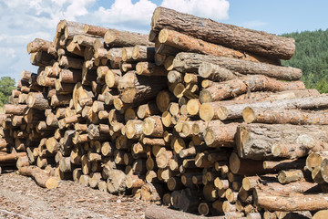 Firewood