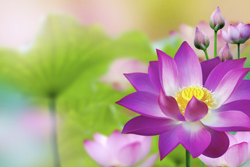 Beautiful Purple Lotus water plant -  Lotus flower