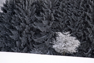 Verschneiter Winterwald