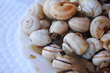 snails as food