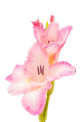 Obraz na płótnie Canvas gladiolus isolated