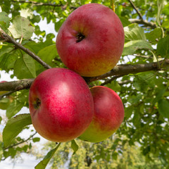 Drei rote Äpfel am Baum