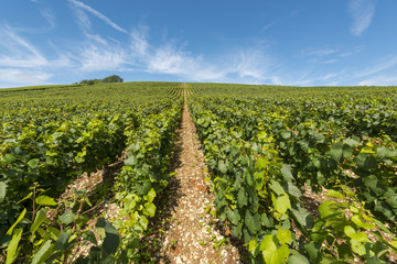 Borgogna - Francia