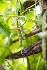bean growing in the garden