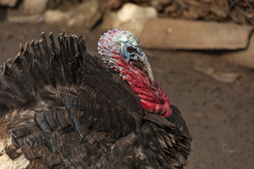 Colorfull turkey in rural courtyard