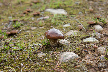 Маленький масленок