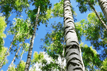 Fototapeta premium forest birch