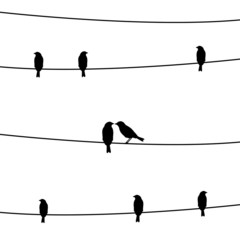 Birds on the wires2