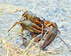 Crayfish