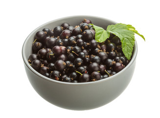 Black currant