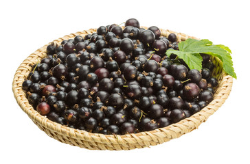 Black currant