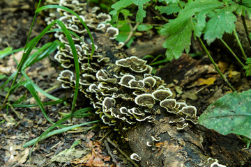 Mushrooms in the woods