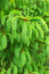 Vibrant background of spruce branches