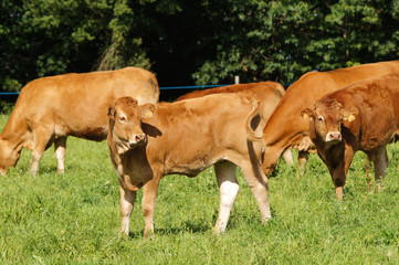 Fototapeta premium Veau de la race Limousine
