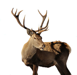 Deer isolated on white