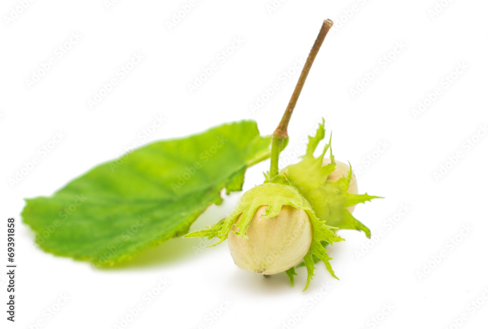 Wall mural green hazel nut