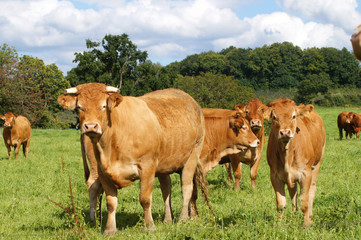 Vache et veau de la race Limousine © JC DRAPIER