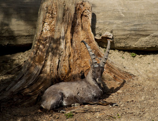 steinbock liegend